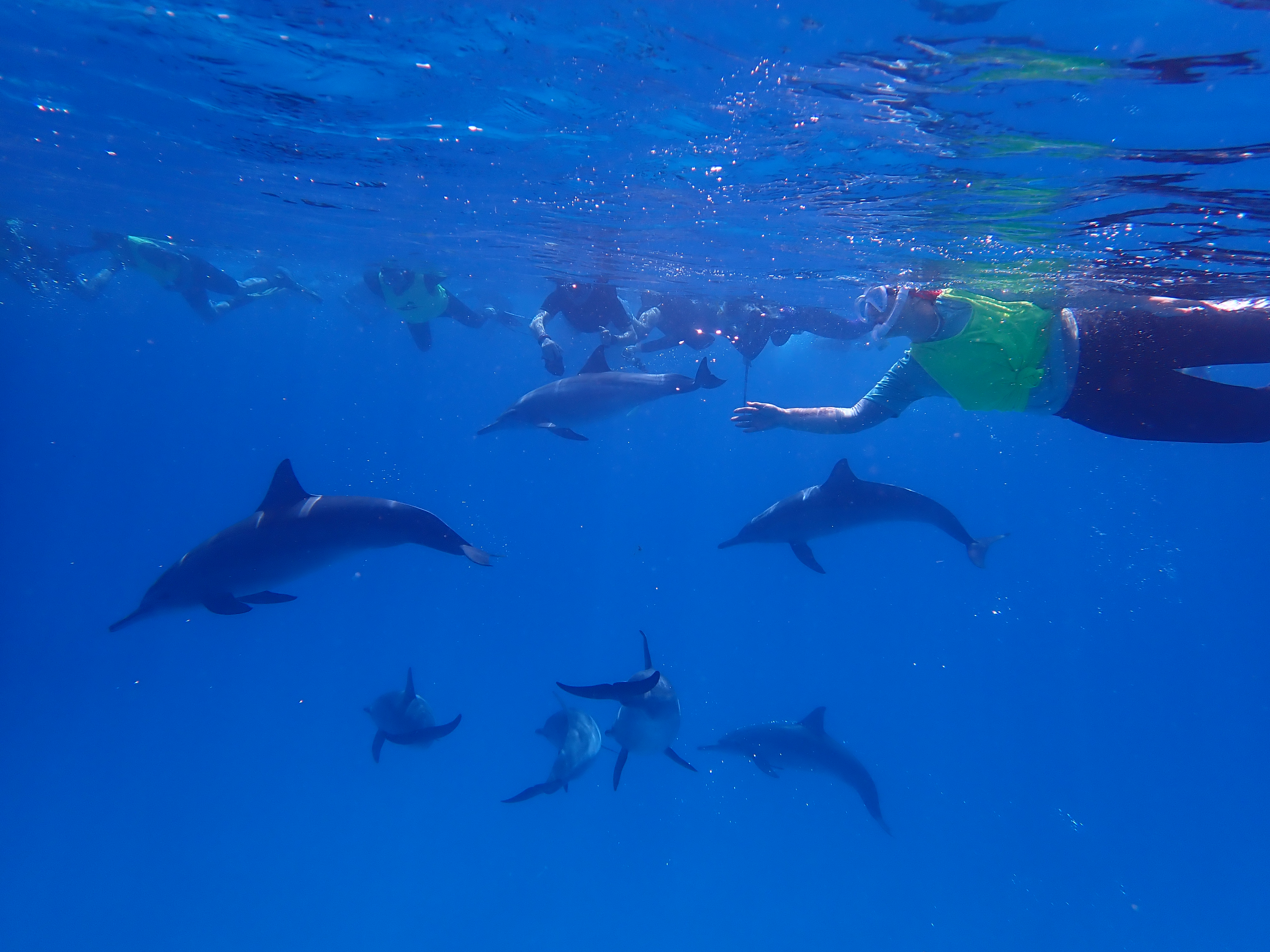 Snorkelers at the surface as a pod of dolphins passes below