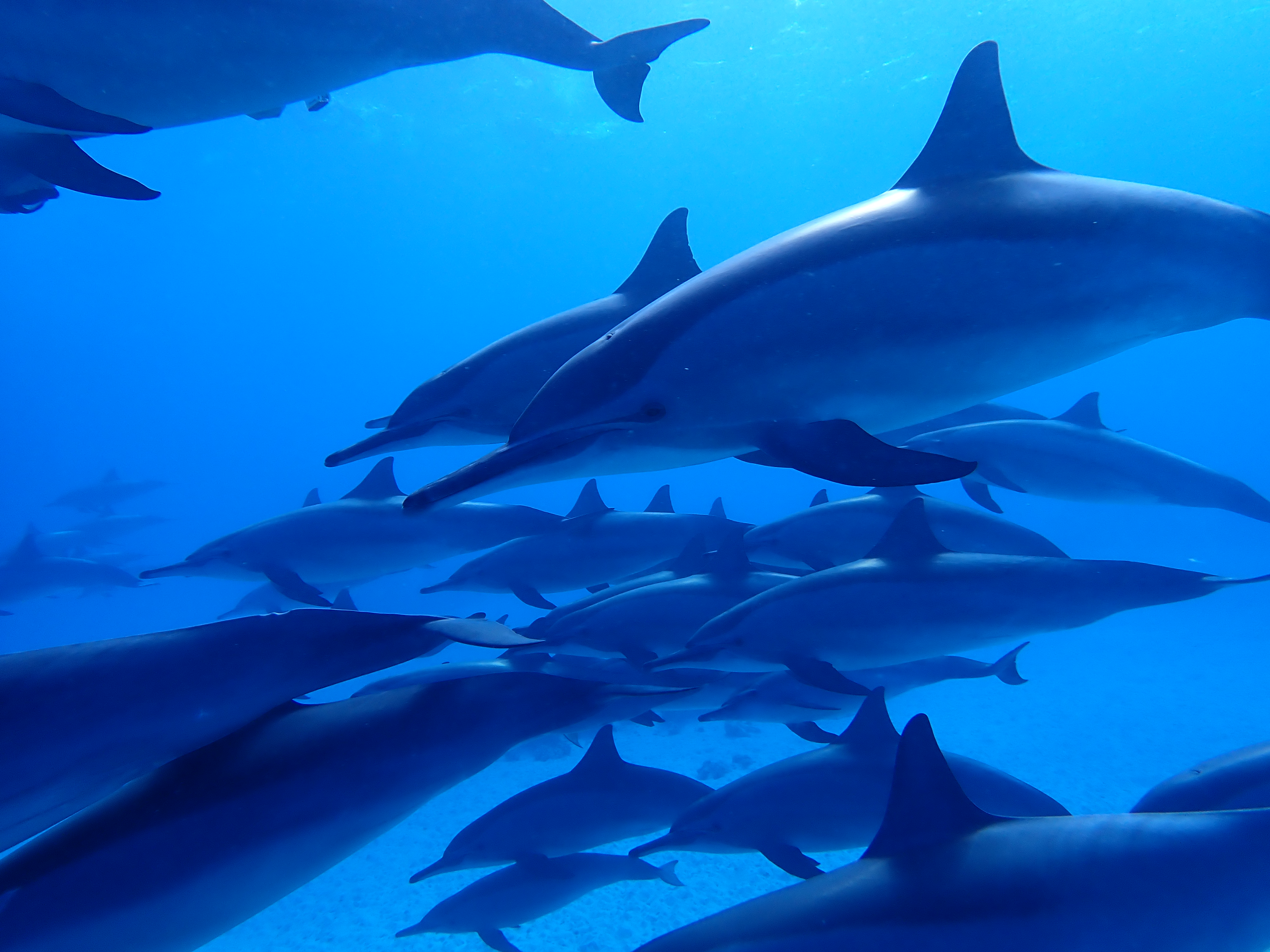 A large school of spinner dolphins moving together in deep blue water